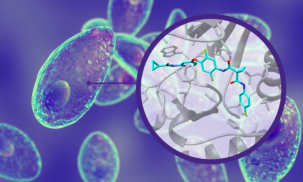 Dấu hiệu mắc giun đũa chó mèo do lây từ thú cưng